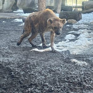 Spotted Hyena