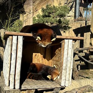 Red Panda