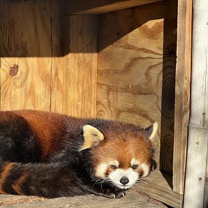 Red Panda