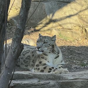 Snow Leopard
