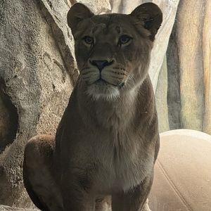 African Lioness