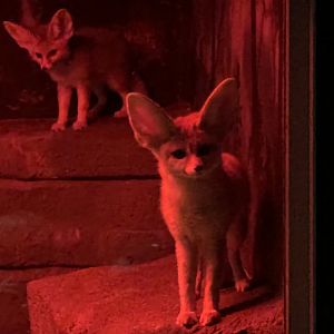 Fennec Foxes