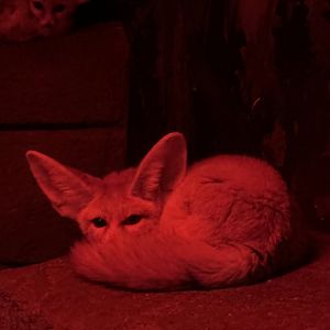 Fennec Fox