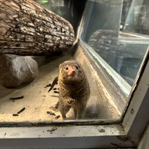 Dwarf Mongoose