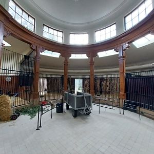 Antelope House - Lesser kudu section