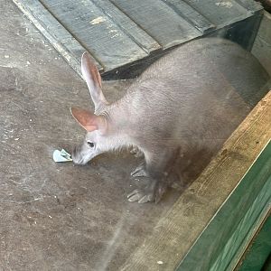 Aardvark