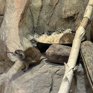 Meerkats