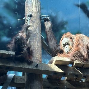 Bornean Orangutans