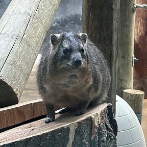 Rock Hyrax