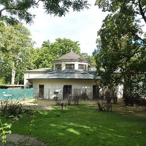 Antelope House - Lesser kudu enclosure