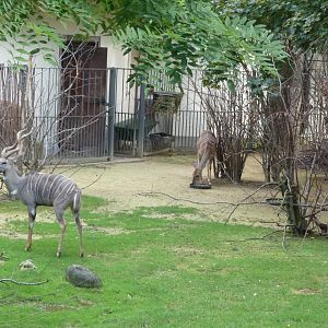 Antelope House - Lesser kudu (Tragelaphus imberbis)