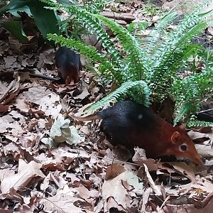 Tembea enclosure - Black-and-rufous elephant shrew (Rhynchocyon petersi)