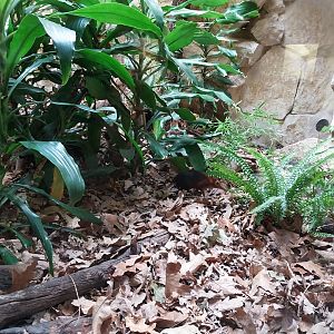 Tembea enclosure - Black-and-rufous elephant shrew (Rhynchocyon petersi)