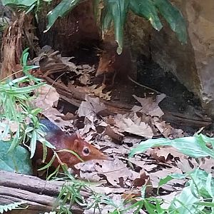 Tembea enclosure - Black-and-rufous elephant shrew (Rhynchocyon petersi)