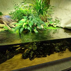 Tembea enclosure - Congo aquarium