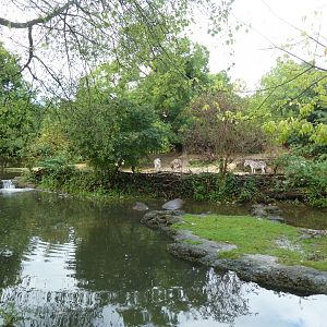 Africa enclosure - Hippo pool