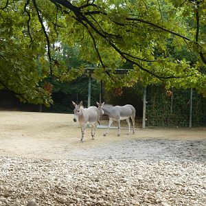 Somali wild ass (Equus africanus somaliensis)