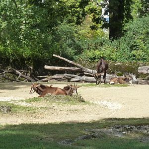 Sable antelope (Hippotragus niger)