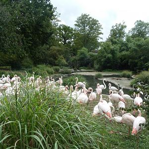 Greater flamingo (Phoenicopterus roseus)