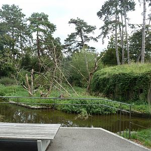 Black-and-white ruffed lemur enclosure