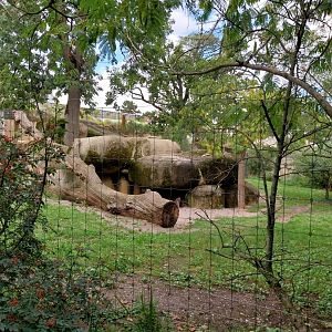 Cheetah enclosure