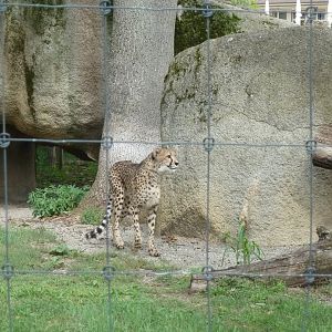 Cheetah (Acinonyx jubatus)