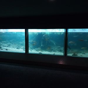 Vivarium - Native fish aquarium