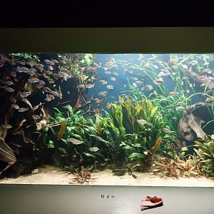 Vivarium - Tetra aquarium