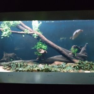 Vivarium - Australian lungfish and pig-nosed turtle