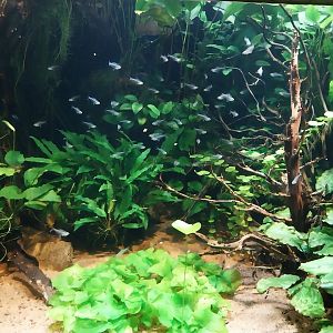 Vivarium - Camouflage under water