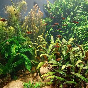 Vivarium - Breathing under water