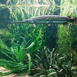 Vivarium - Mississippi - Longnose gar (Lepisosteus osseus)