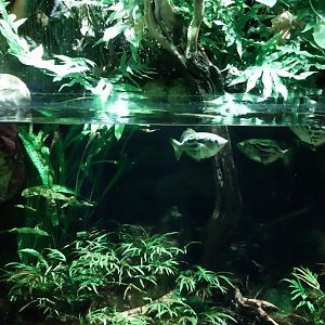Vivarium - Mangrove