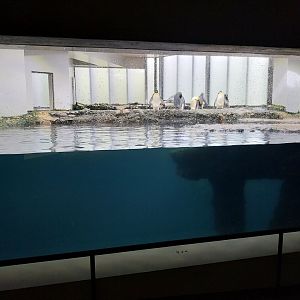 Vivarium - Antarctic penguin
