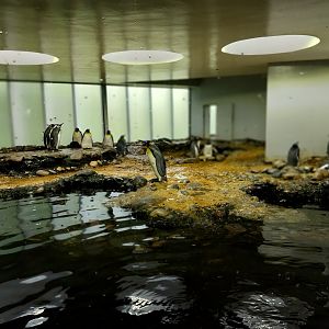 Vivarium - Antarctic penguin enclosure