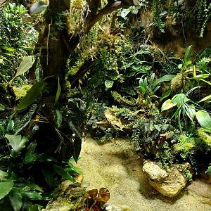 Vivarium - Chinese crocodile lizard enclosure