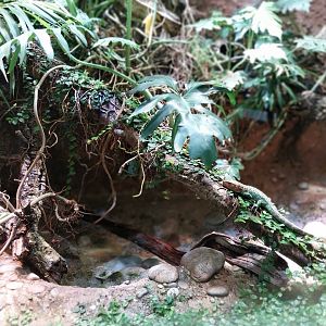 Vivarium - Crocodile tegu enclosure