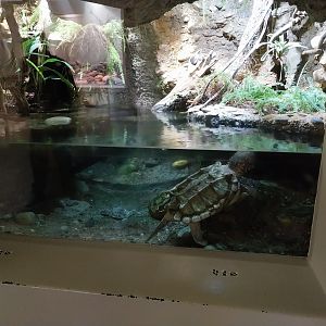 Vivarium - Alligator snapping turtle enclosure