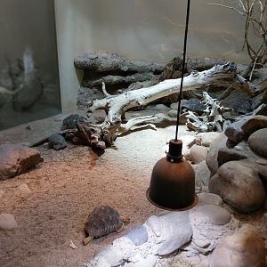 Vivarium - Radiated tortoise enclosure