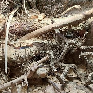 Vivarium - Common collared lizard enclosure