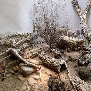 Vivarium - Shingleback skink enclosure
