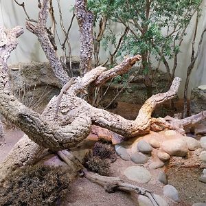 Vivarium - Spiny-tailed monitor enclosure