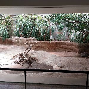 Vivarium - Radiated tortoise enclosure