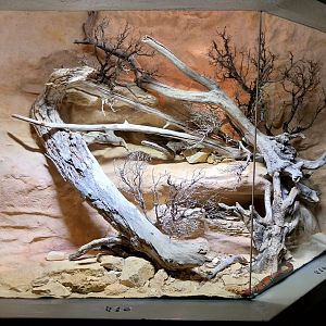 Vivarium - Sinaloan milk snake enclosure