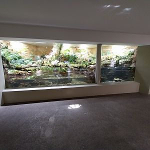 Vivarium - Appalachian paludarium enclosure