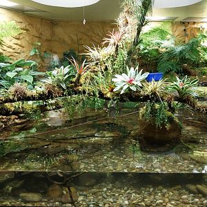 Vivarium - Appalachian paludarium enclosure