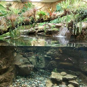 Vivarium - Appalachian paludarium enclosure - Rainbow shiner (Notropis chrosomus)