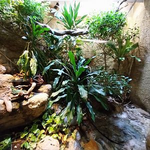 Vivarium - Guadeloupe enclosure