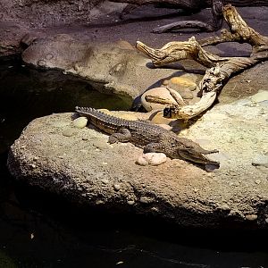 Vivarium  - Australia enclosure - Johnstone's river crocodile (Crocodylys johnsoni)