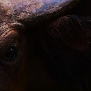 Forest Buffalo (Syncerus caffer nanus)